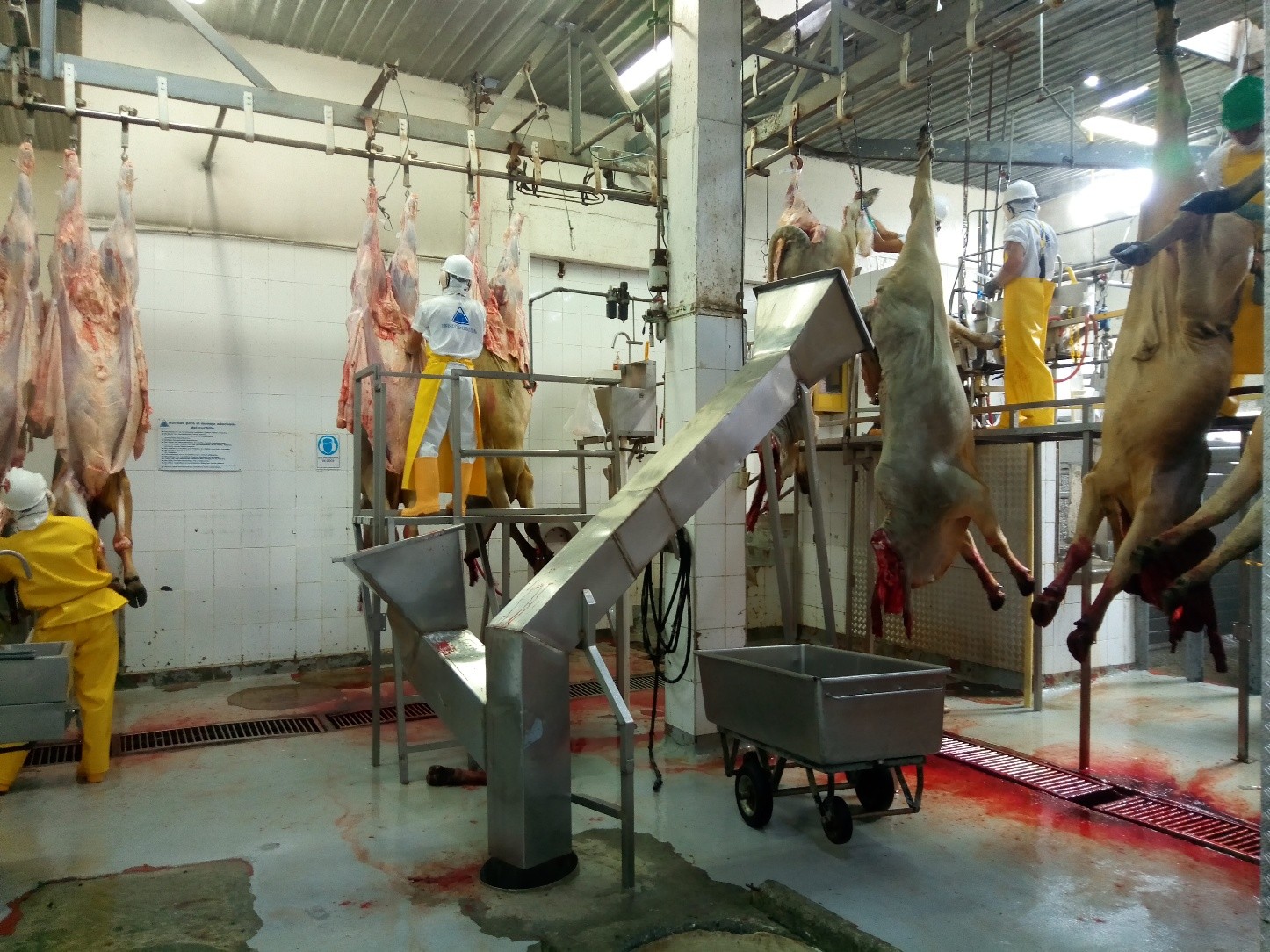 Proceso de sacrificio animal